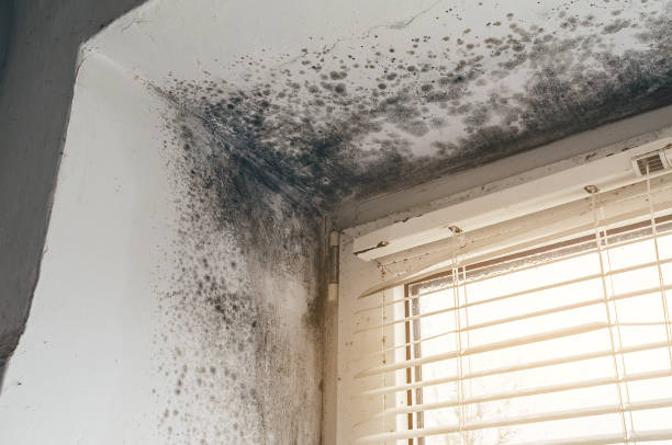 Affordable Crawl Space Mold Removal solutions in Arlington, VA