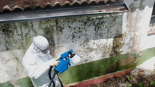 Top rated local Crawl Space Mold Removal specialists in Arlington, VA